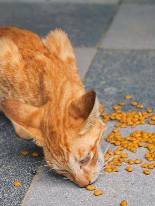 Can You Eat Cat Food