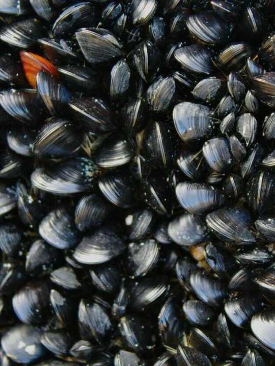 Can You Eat Closed Mussels