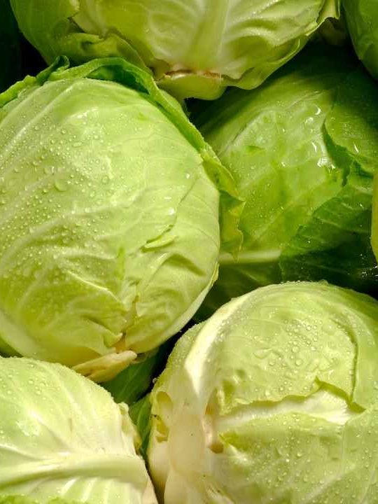 How To Preserve Cabbage