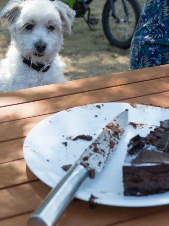 Can You Give Chocolate To Dogs