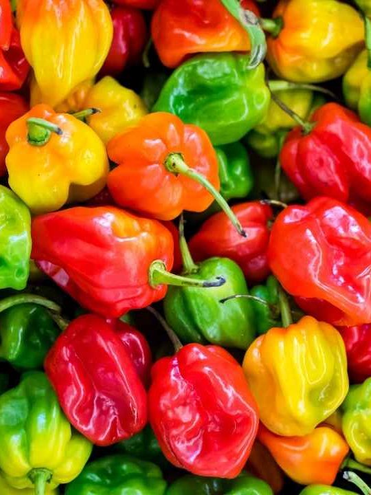 How To Preserve Chilies