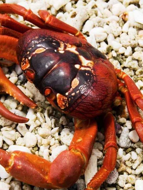 Can You Eat Christmas Island Red Crabs