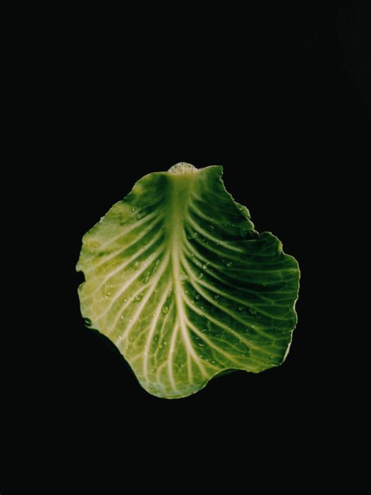 Are Cabbage Leaves Edible
