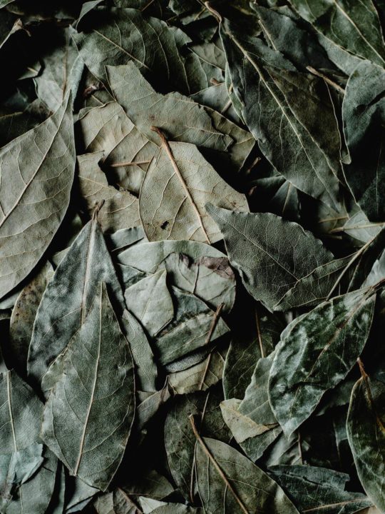 How To Freeze Bay Leaves