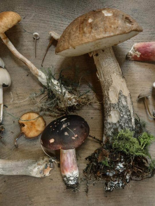 How Long Are Mushrooms Good For