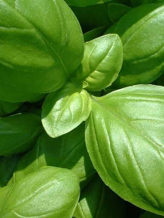 Are Bay Leaves Basil