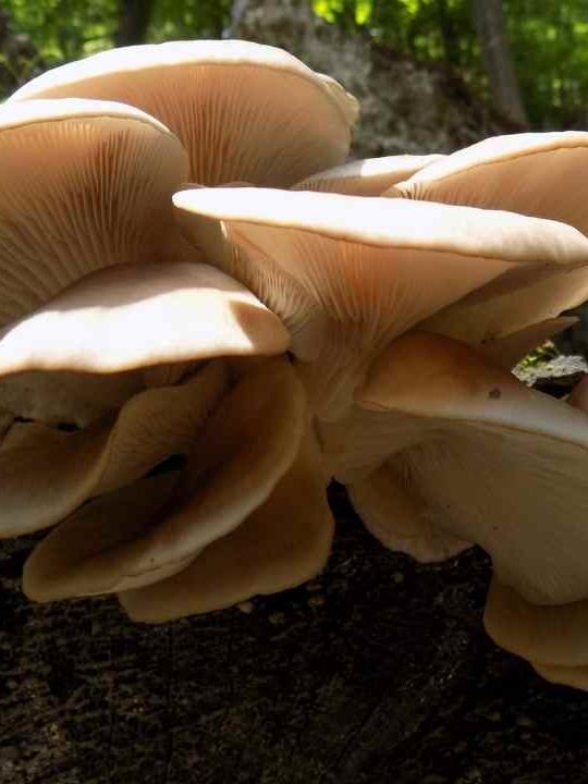 Best Substitute For Oyster Mushrooms