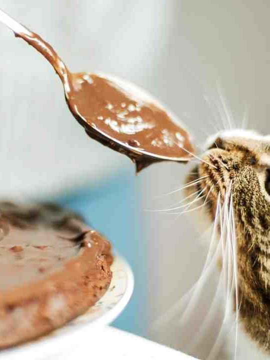 Can Cats Die From Chocolate
