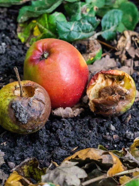 Can You Compost Apples