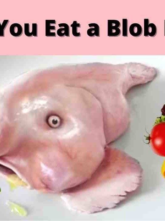 Can You Eat A Blobfish
