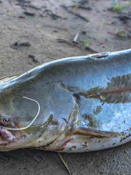 Can You Eat Blue Catfish