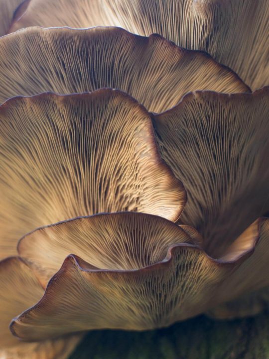 How Long Do Mushroom Spores Last