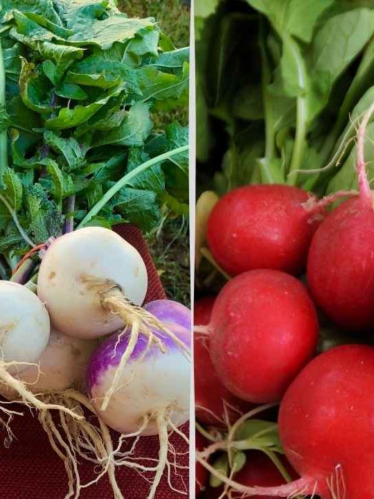 Difference Between Turnip And Radish