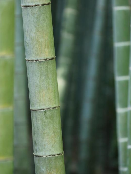 Can You Eat Bamboo In Minecraft