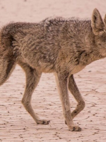 Can You Eat Coyote Meat