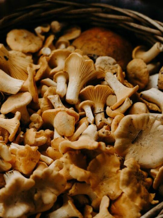 Best Substitute For Dried Porcini Mushrooms