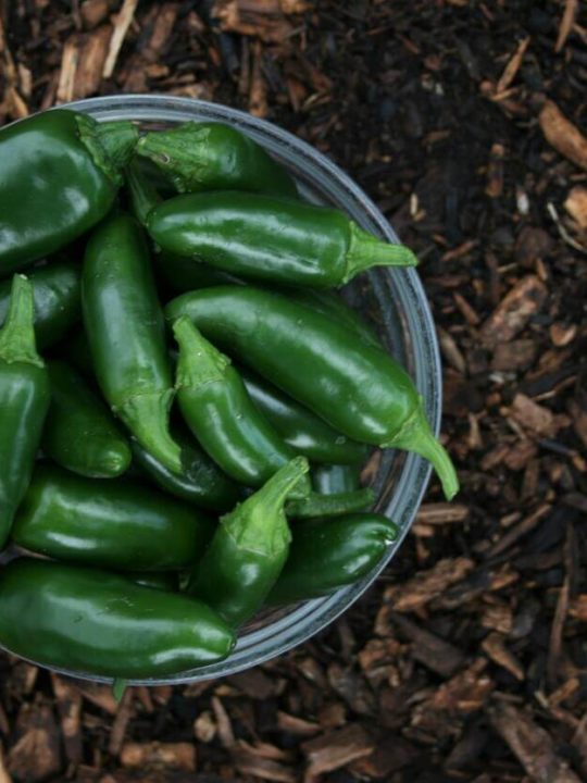 How To Preserve Green Chillies