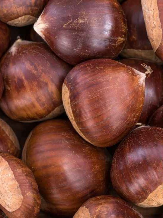 Can You Eat A Raw Chestnut