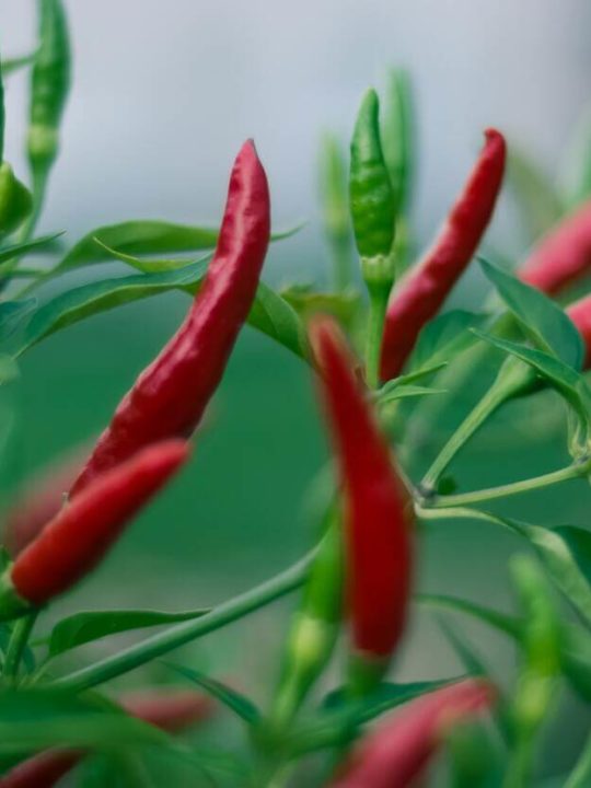 How Long Can A Pepper Plant Live