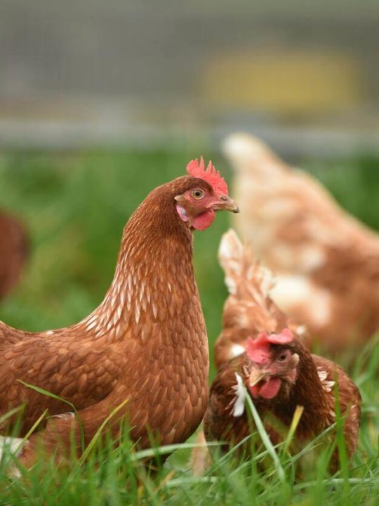 How Long Do Hens Sit On Eggs