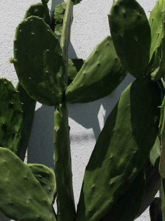What Does Nopales Cactus Taste Like