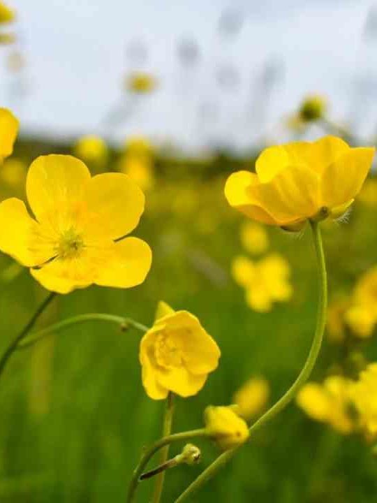 Can You Eat Buttercups