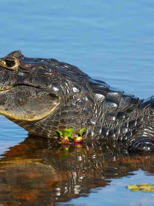 Can You Eat Caiman