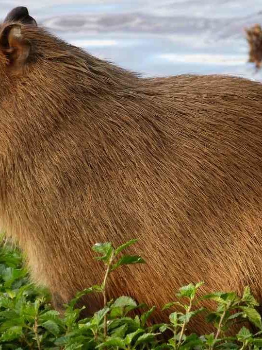 Can You Eat Capybara