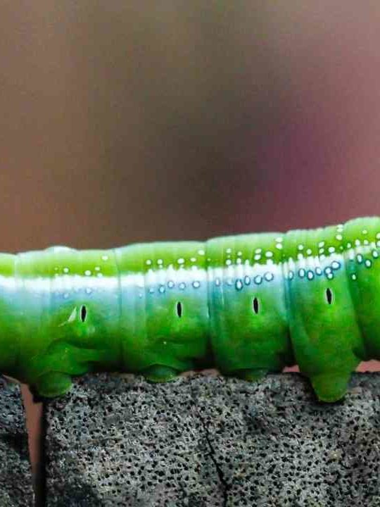 Can You Eat Caterpillars