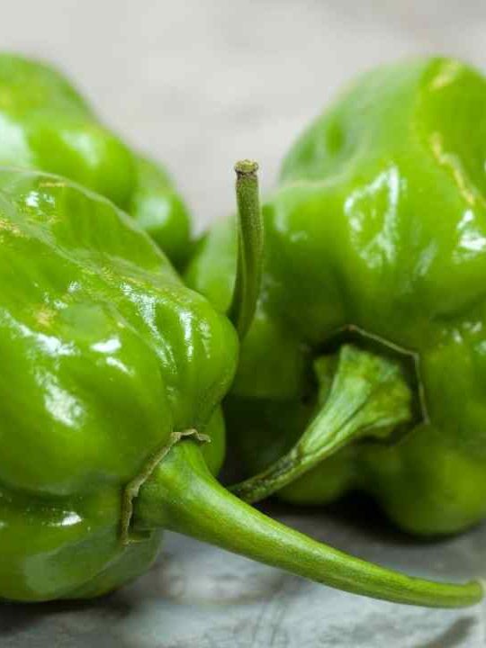 Can You Eat Green Habaneros