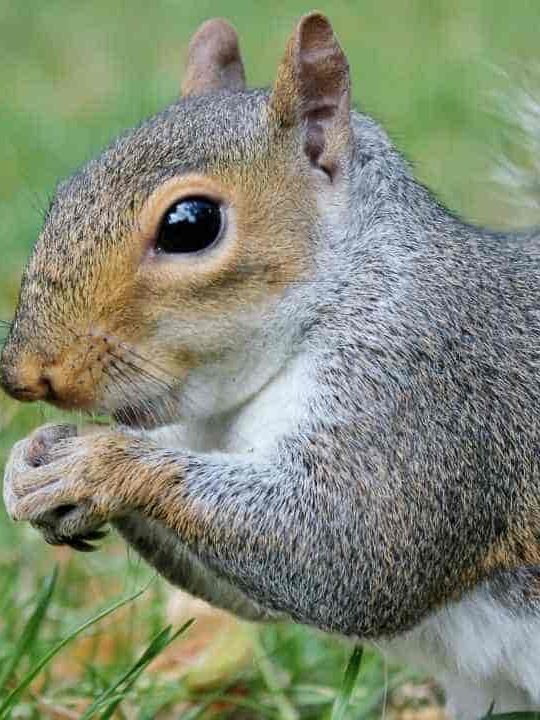 Can You Eat Grey Squirrels