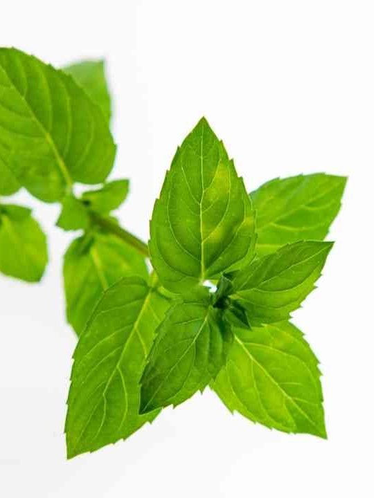 Can You Eat Mint Leaves