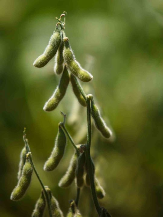 Can You Eat Soybean Pods