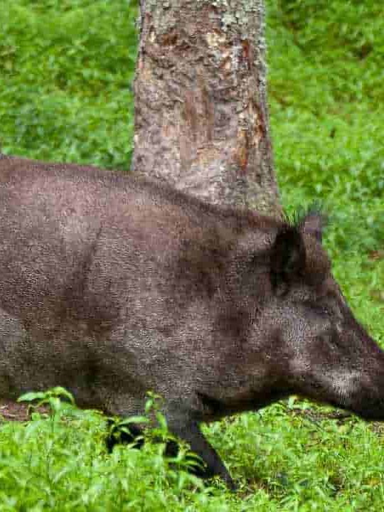 Can You Get Sick From Eating Wild Hogs