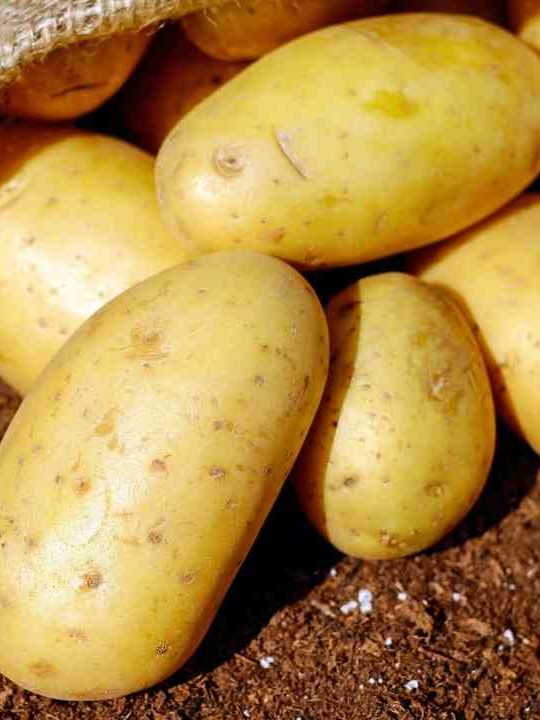 Can You Leave Potatoes In The Ground Over Winter