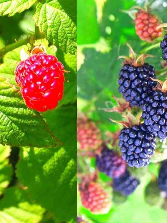 Can You Plant Blackberries And Raspberries Together