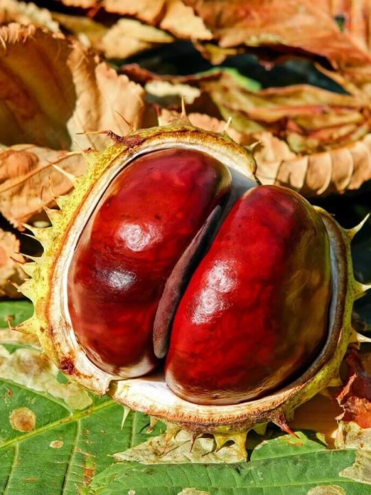 Can You Eat Horse Chestnuts
