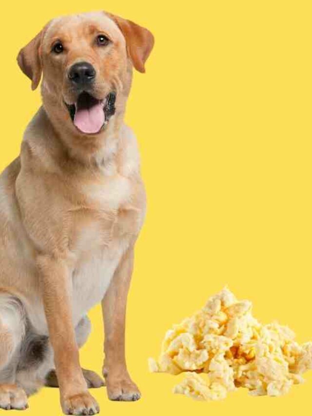 cropped-are-scrambled-eggs-ok-for-dogs.jpg
