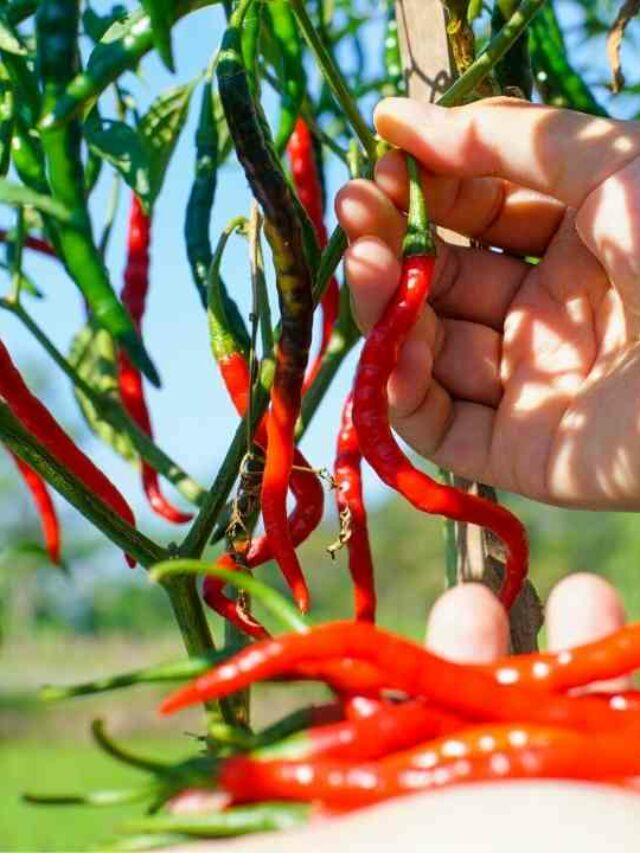 cropped-which-is-the-best-cayenne-pepper.jpg