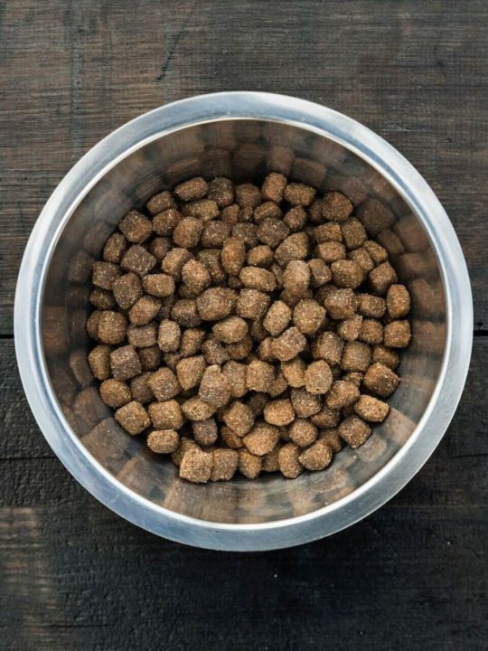 Can Dog Dry Food Go Bad In Heat