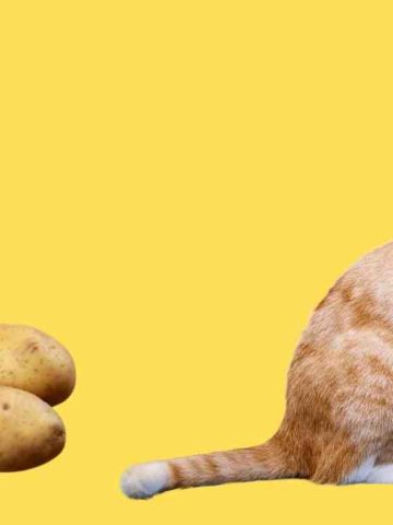 Are Potatoes Safe For Cats