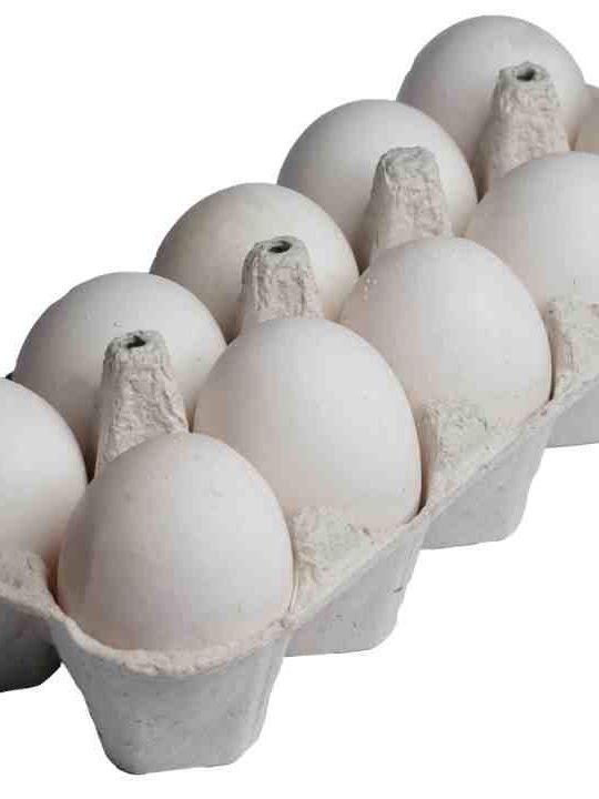 Are Store Bought Eggs Fertilized