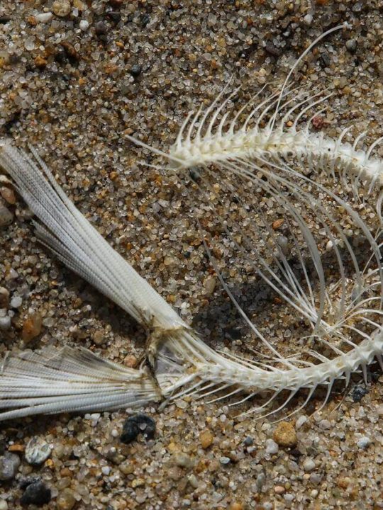 How Long Does It Take To Pass A Fishbone