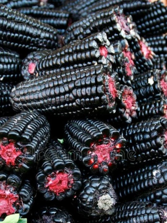 Can You Eat Blue Corn On The Cob