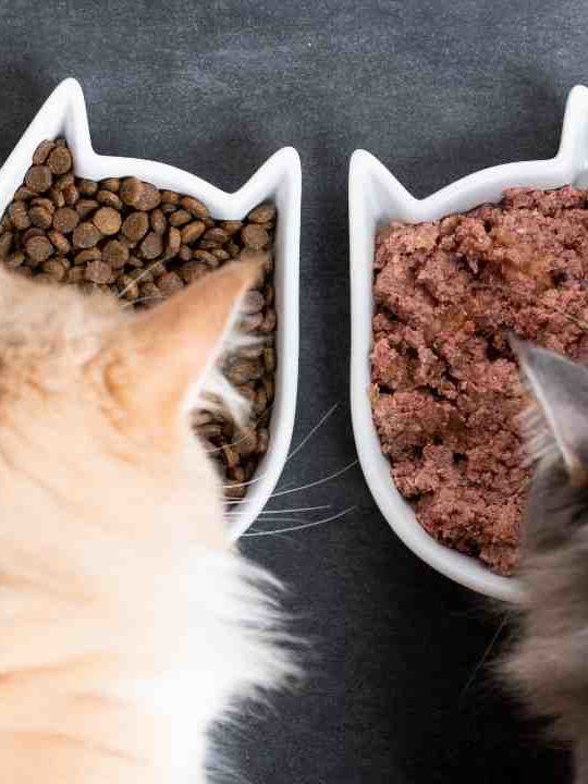 Can Cat Food Go Bad