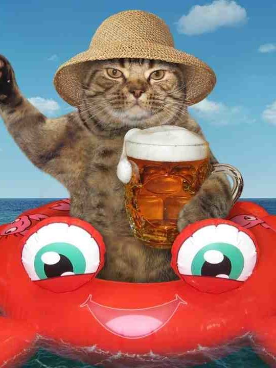 Can Cats Drink Beer