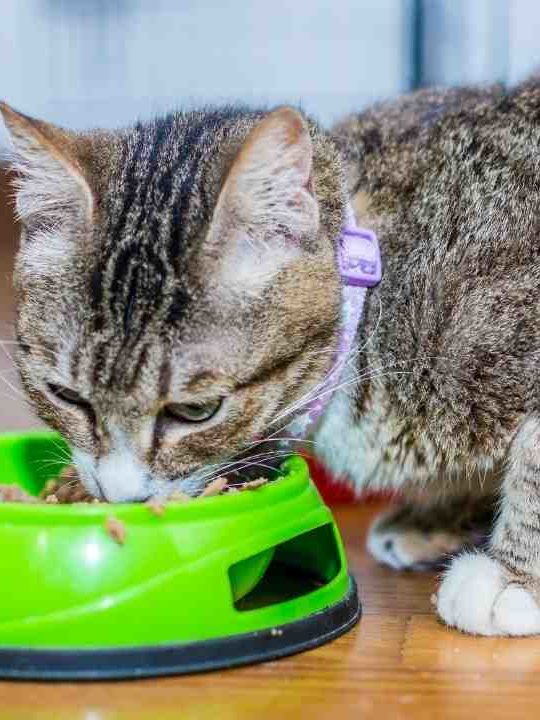 Can Cats Eat Tuna Every Day