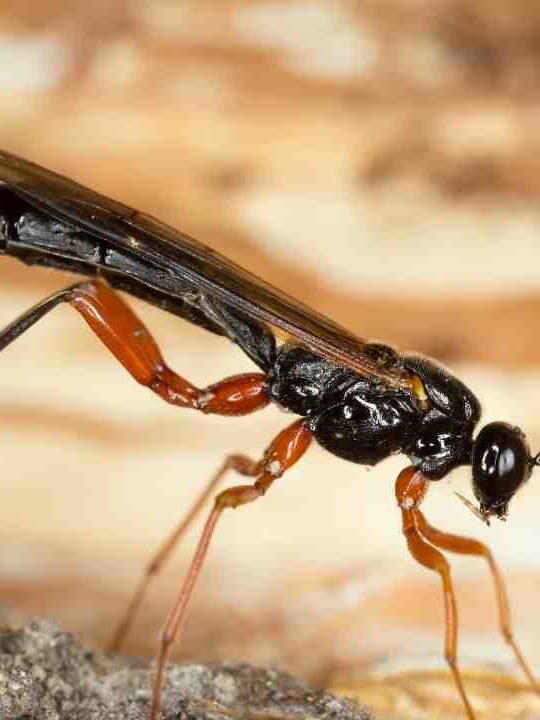 Can Parasitic Wasps Lay Eggs In Humans