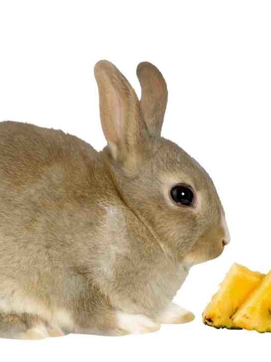 Can Rabbits Have Pineapple