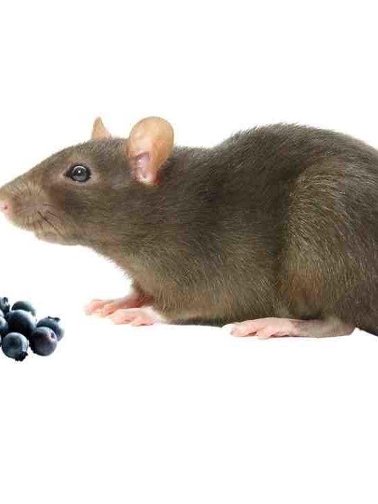 Can Rats Eat Blueberries